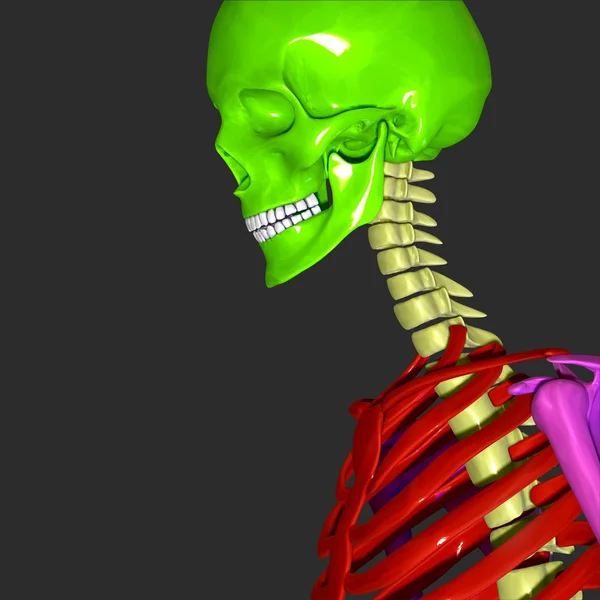 SKELETON สหรัฐอเมริกา — ภาพถ่ายสต็อก