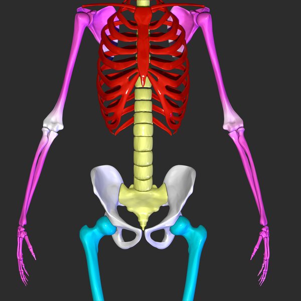 Skeleton