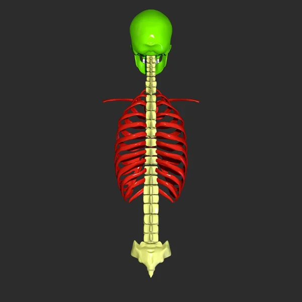 Skeleton — Stock Photo, Image