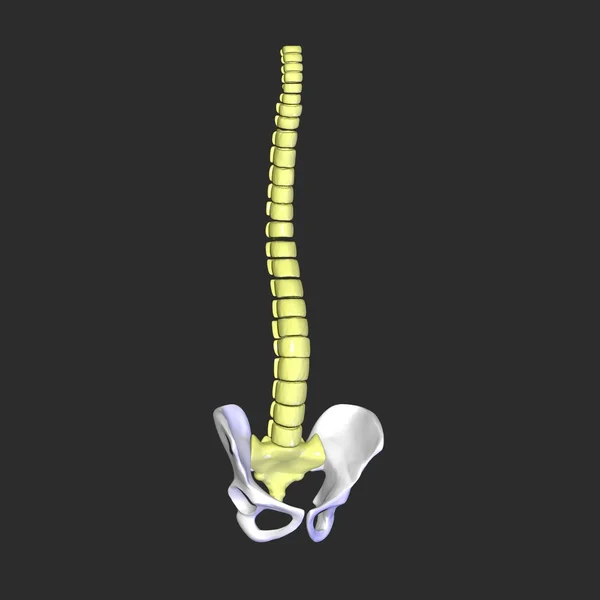 Cadera con columna vertebral —  Fotos de Stock