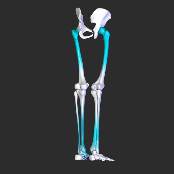 Szkielet nóg — Zdjęcie stockowe