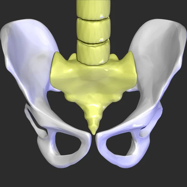 Pelvic hip — Stock Photo, Image