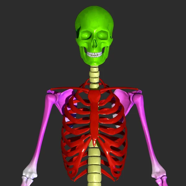Menselijke ribbenkast — Stockfoto