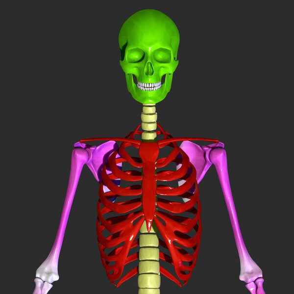 Человеческая грудная клетка
