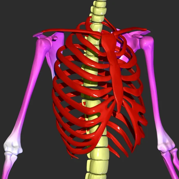 人間の胸郭 — ストック写真