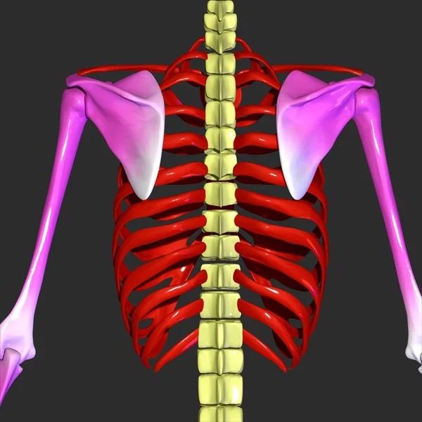 Human rib cage — Stock Photo, Image