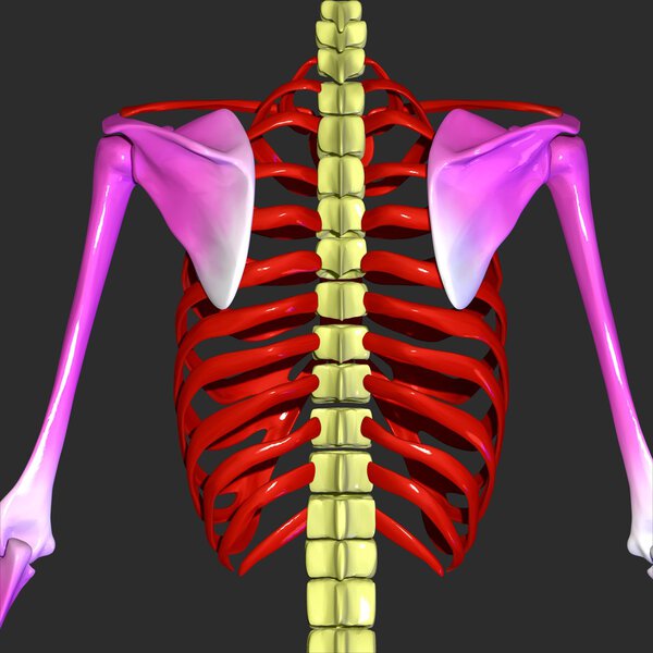 Human rib cage
