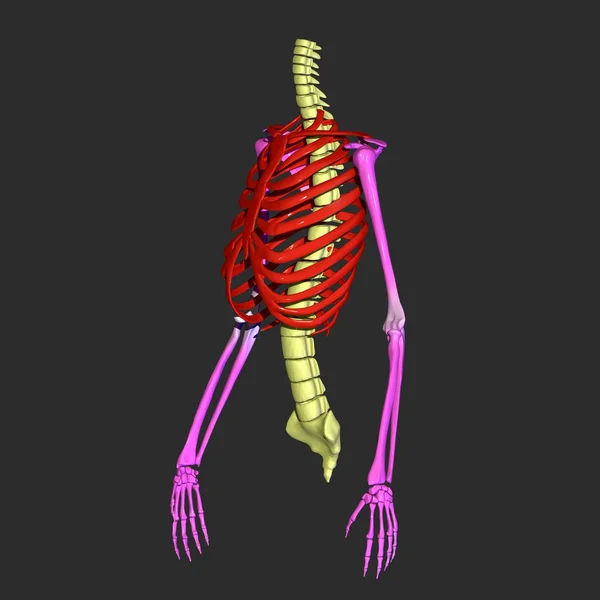 Human rib cage — Stock Photo © Sell4Shot #76376177