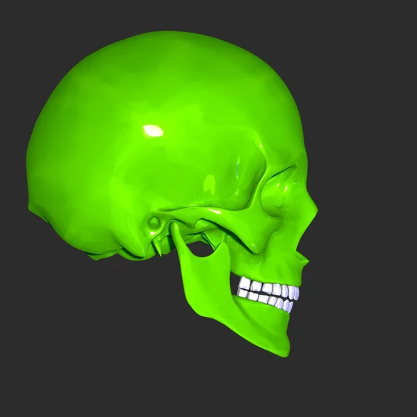 Skull — Stock Photo, Image