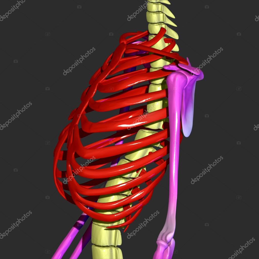 Human rib cage Stock Photo by ©Sell4Shot 76376613