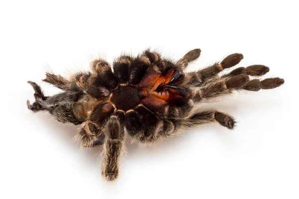 Couverture Sèche Une Araignée Des Oiseaux Tarentule Qui Est Écorchée — Photo