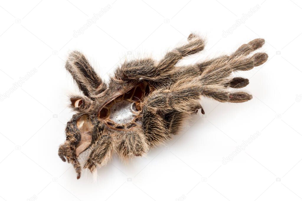 the dried cover of a bird spider (tarantula), which has skinned itself