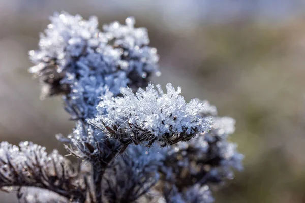 Tanaman Musim Dingin Dengan Kristal — Stok Foto