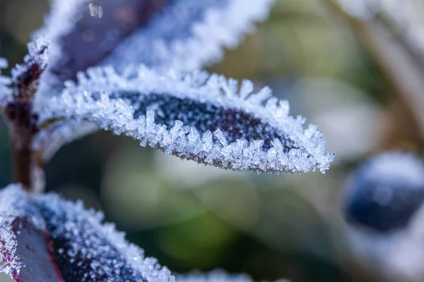 Tanaman Musim Dingin Dengan Kristal — Stok Foto
