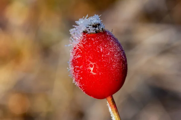 Pinggul Mawar Musim Dingin Dengan Banyak Salju Dan Kristal — Stok Foto