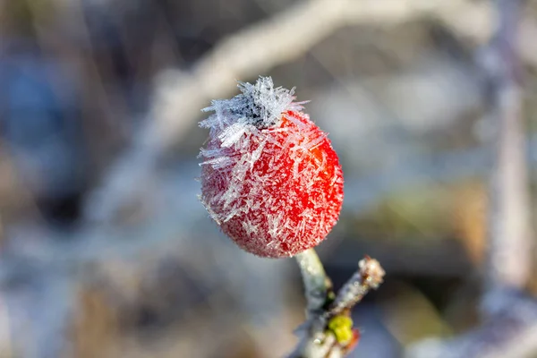 Rose hip in winter with plenty of frost and ice crystals