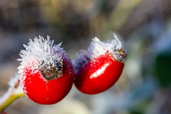 Pinggul Mawar Musim Dingin Dengan Banyak Salju Dan Kristal — Stok Foto