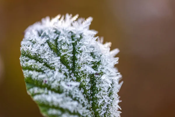 Una Pianta Inverno Con Cristalli Ghiaccio — Foto Stock