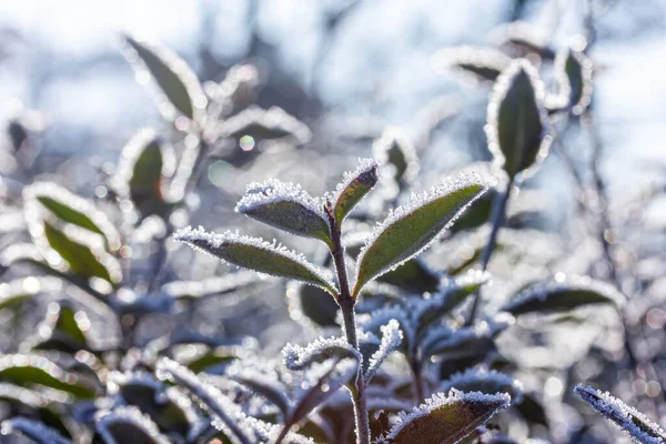Una Pianta Inverno Con Cristalli Ghiaccio Fotografia Stock