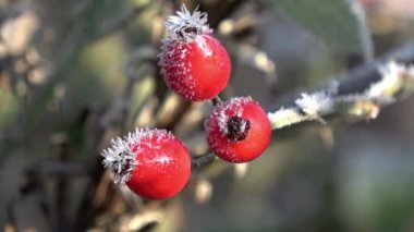 Kış mevsiminde bol buz ve buz kristalleri ile gül kalçası