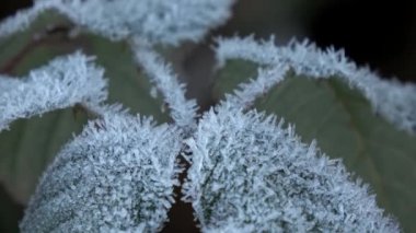Kışın buz kristalleri olan bir bitki.