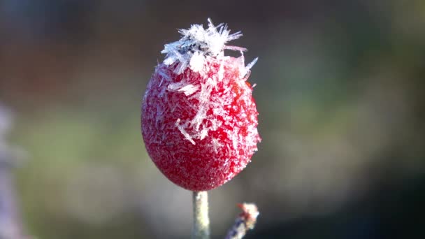 Rose Hip Winter Plenty Frost Ice Crystals — Stock Video