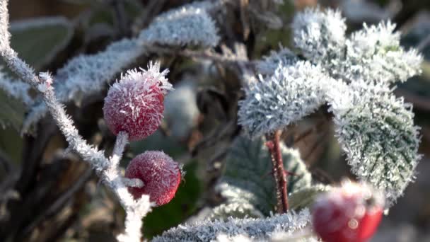 Rozenbottel Winter Met Veel Vorst Ijskristallen — Stockvideo