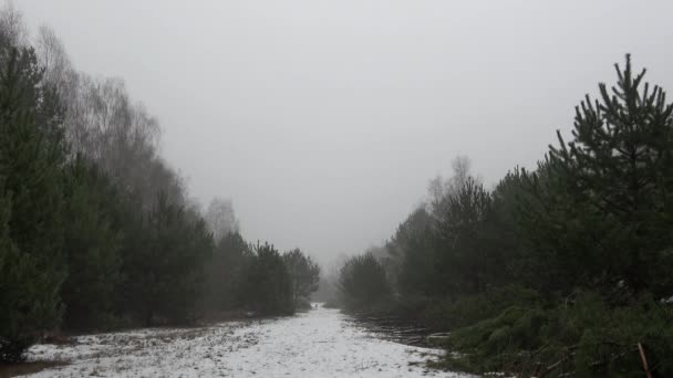 Paesaggio Invernale Una Foresta Innevata — Video Stock