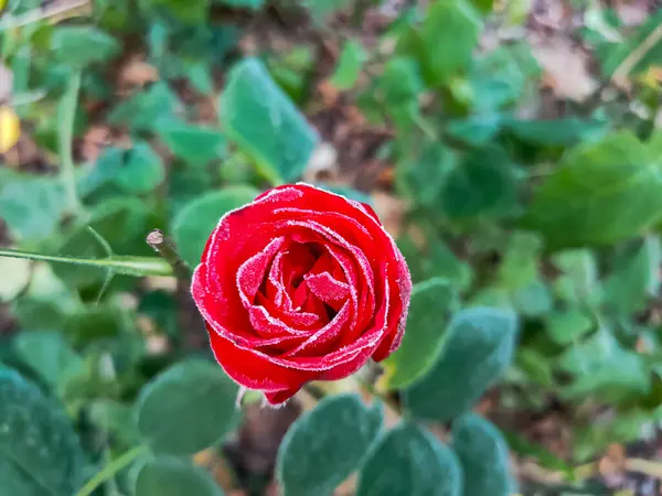 Una Rosa Invierno Con Primera Helada — Foto de Stock