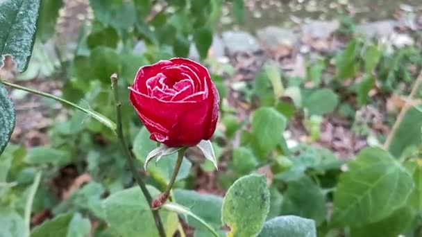 冬日结霜的玫瑰 — 图库视频影像