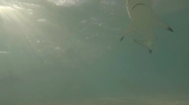 Birçok siyah uçlu resif köpekbalığı sığ sularda yiyecek arar ve yiyecekleri onları cezbeder.