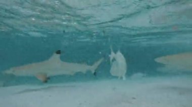 Birçok siyah uçlu resif köpekbalığı sığ sularda yiyecek arar ve yiyecekleri onları cezbeder.