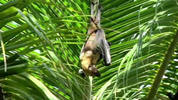 Uçan Tilki Palmiye Ağaçlarına Asılır Yelpazenin Kendisi Isınır — Stok video