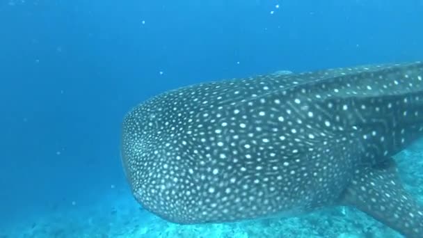 Gran Tiburón Ballena Nada Más Allá Nosotros Maldivas — Vídeo de stock