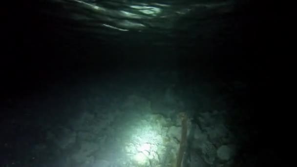 在马尔代夫的珊瑚礁中潜水的夜晚 — 图库视频影像