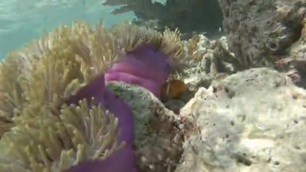 Anemonefish Nascondersi Magnifico Anemone — Video Stock