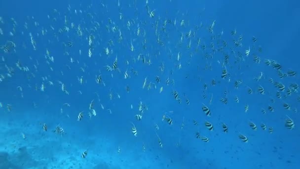 물고기 표면을 헤엄쳐 다닌다 — 비디오