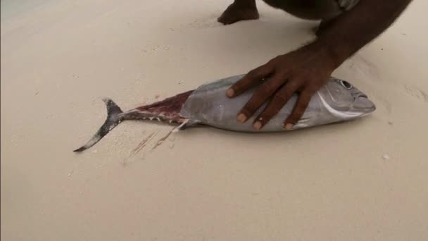 Ένα Jackfish Κόβεται Στην Παραλία Και Μικρά Μέρη Τρέφονται — Αρχείο Βίντεο