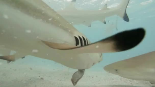 Viele Schwarzspitzenriffhaie Jagen Flachen Wasser Nach Nahrung Und Werden Von — Stockvideo