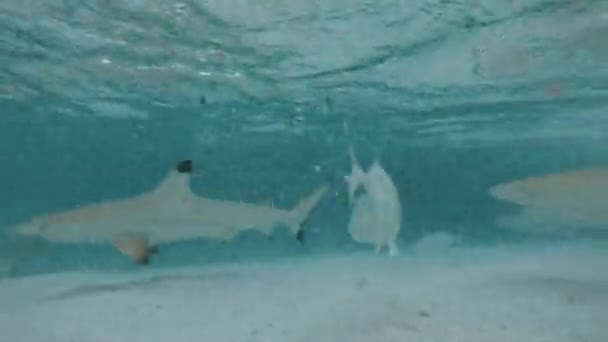 Beaucoup Requins Récif Pointe Noire Chassent Pour Nourriture Dans Les — Video