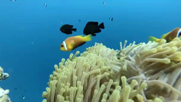 Many Different Fish Look Food Coral — Stock Video