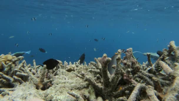 Muchos Peces Diferentes Buscan Comida Coral — Vídeo de stock
