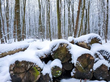 Kış ormanı, çok karlı.