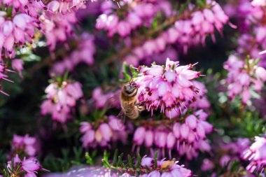 Bir arı çiçekte bal toplar (ilkbahar fundalığı))