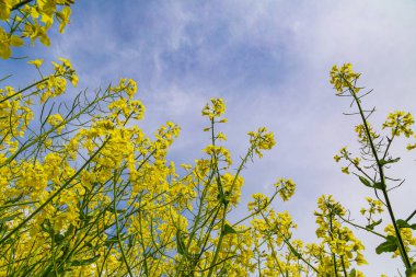 Yazın çiçek açan kolza tohumuna yakın, aşağıdan çekilmiş.