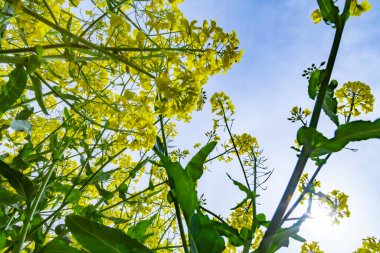 Yazın çiçek açan kolza tohumuna yakın, aşağıdan çekilmiş.