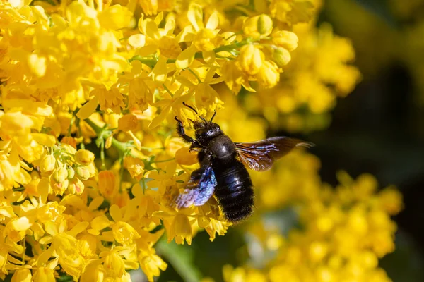 a carpenter bee collects honey on a flower (mahonia)