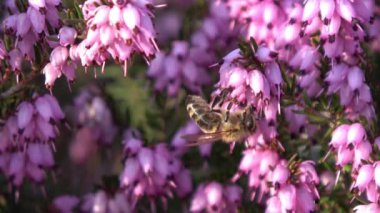 Bir arı çiçekte bal toplar (ilkbahar fundalığı))
