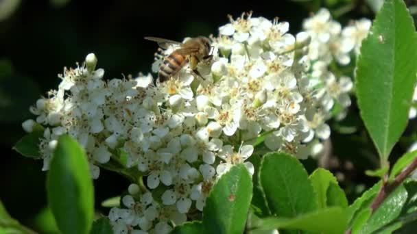 Een Honingbij Verzamelt Honing Witte Kersenbloesems — Stockvideo