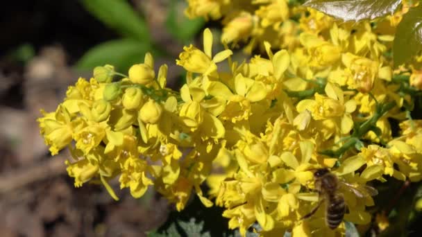 蜜蜂在花朵上采蜜 — 图库视频影像